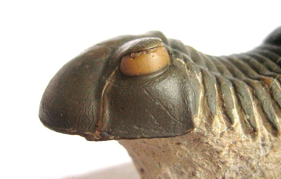 Nuestro ojo ha inspirado el diseño de lentes